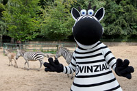 Zebras unter sich: Hein Daddel war zu Besuch bei den B�hm-Zebras im Tierpark Gettorf.